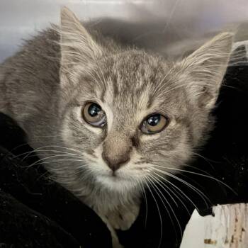 Domestic Short Hair Cats Available for Adoption in Oakland, California - Cricket | PetCurious