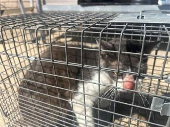 MARSHMALLOW -  Domestic Short Hair Cat for Adoption in Houston, Texas - MARSHMALLOW | PetCurious