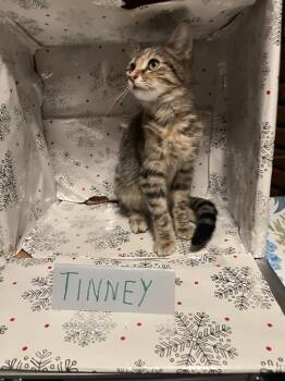 Tinney -  Domestic Short Hair Cat for Adoption in Wheaton, Illinois - Tinney | PetCurious