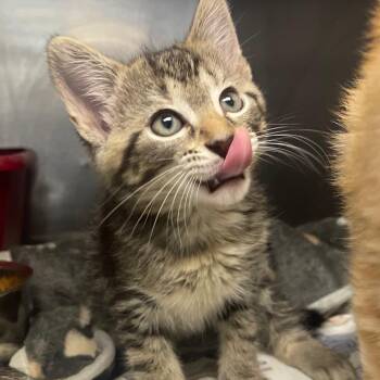 Domestic Short Hair Cats Available for Adoption in Valley, Alabama - Polka | PetCurious