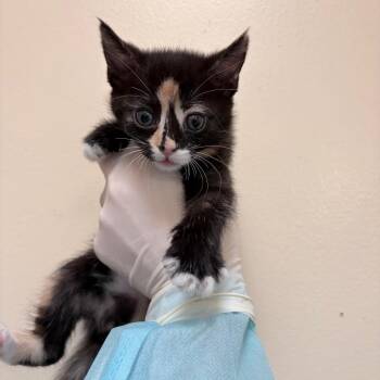 Chrissy -  Domestic Short Hair Cat for Adoption in Reno, Nevada - Chrissy | PetCurious