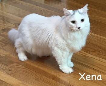 Xena -  Turkish Angora Cat for Adoption in Billerica, Massachusetts - Xena | PetCurious
