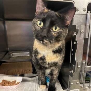 Happy -  Domestic Short Hair Cat for Adoption in Des Moines, Iowa - Happy | PetCurious