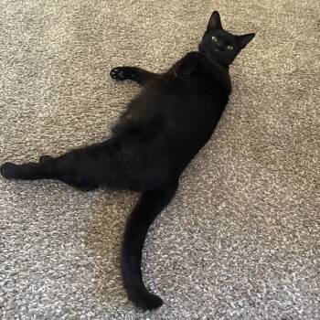 Jensen -  Domestic Short Hair Cat for Adoption in New York, New York - Jensen | PetCurious