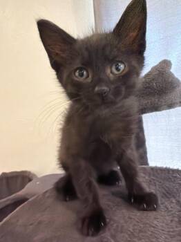 Lucky -  Domestic Short Hair Cat for Adoption in Rowlett, Texas - Lucky | PetCurious