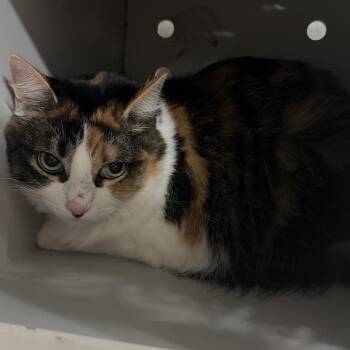 Willow -  Domestic Short Hair Cat for Adoption in Montgomery, Alabama - Willow | PetCurious
