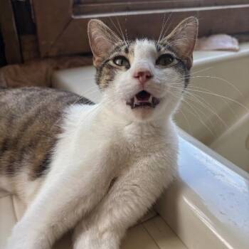 Ellie Bloom -  Tabby and Domestic Short Hair Cat for Adoption in Friendswood, Texas - Ellie Bloom | PetCurious