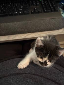 Vibe -  Domestic Short Hair Cat for Adoption in Youngtown, Arizona - Vibe | PetCurious