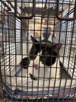 Domestic Short Hair Cats Available for Adoption in San Antonio, Texas - A801673 | PetCurious