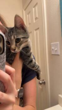 Wally -  Domestic Short Hair Cat for Adoption in The Woodlands, Texas - Wally | PetCurious