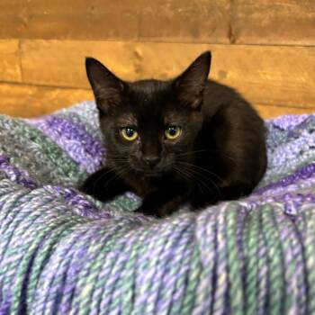 Tasha -  Domestic Medium Hair Cat for Adoption in Medford, Oregon - Tasha | PetCurious