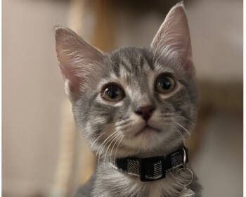 Rescue Tabby and Domestic Short Hair Cats for Adoption in Richardson, Texas - Porsche | PetCurious