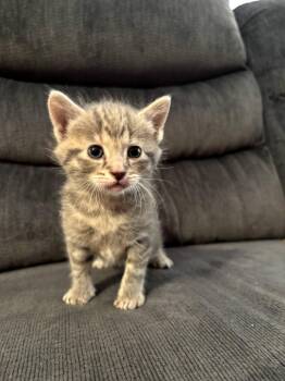 Havarti -  Domestic Short Hair Cat for Adoption in Hartsville, South Carolina - Havarti | PetCurious