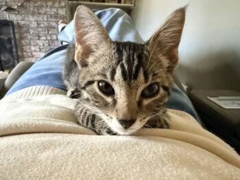 Snickers -  Domestic Short Hair Cat for Adoption in Herculaneum, Missouri - Snickers | PetCurious