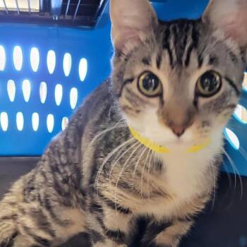 Domestic Short Hair Cats Available for Adoption - Dotty | PetCurious