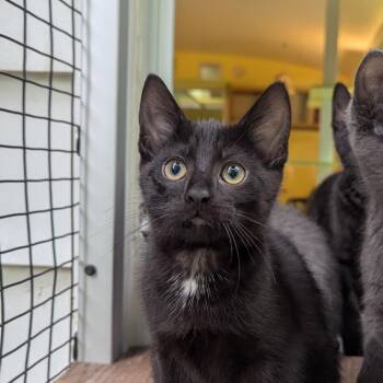 Odette -  Domestic Short Hair Cat for Adoption in Fenton, Michigan - Odette | PetCurious