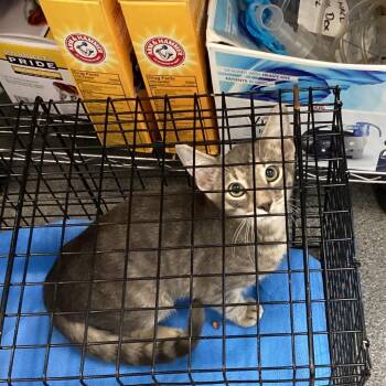 Tater -  Domestic Short Hair Cat for Adoption in Montgomery, Alabama - Tater | PetCurious
