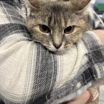 Domestic Short Hair Cats Available for Adoption in Saint Joseph, Missouri - Harp | PetCurious