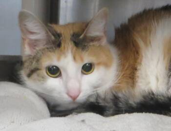 Calico Cats Available for Adoption - LILLY | PetCurious