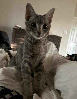 Sterling H. -  Domestic Short Hair and Tabby Cat for Adoption in Frisco, Texas - Sterling H. | PetCurious