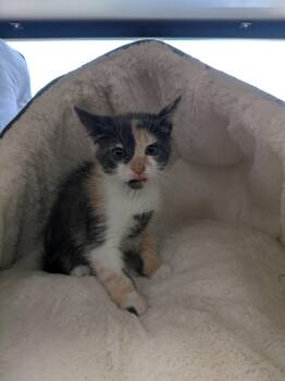 Chorizo -Preadoption ONLY -  Domestic Short Hair Cat for Adoption in Chilliwack, British Columbia - Chorizo -Preadoption ONLY | PetCurious