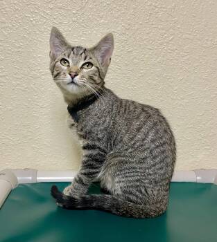 Ace -  Domestic Short Hair and Tabby Cat for Adoption in Fargo, North Dakota - Ace | PetCurious