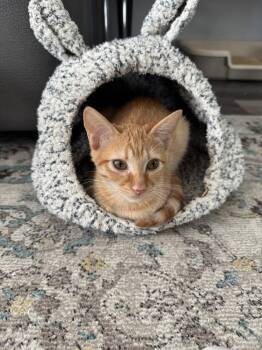 French Fry -  Domestic Short Hair Cat for Adoption in Vancouver, Washington - French Fry | PetCurious