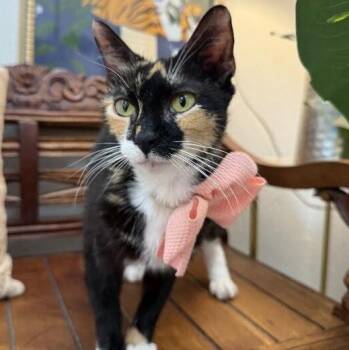 Magnolia Garden -  Calico and Domestic Short Hair Cat for Adoption in Friendswood, Texas - Magnolia Garden | PetCurious