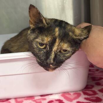 Josie -  Domestic Short Hair Cat for Adoption in Marion, Virginia - Josie | PetCurious