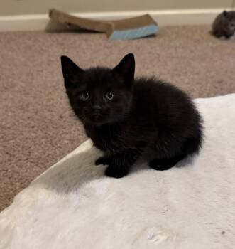 Domestic Short Hair Cats Available for Adoption in Buford, Georgia - Raindrop | PetCurious
