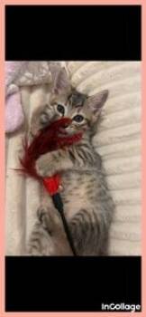 Teddy -  Domestic Short Hair Cat for Adoption in Irving, Texas - Teddy | PetCurious