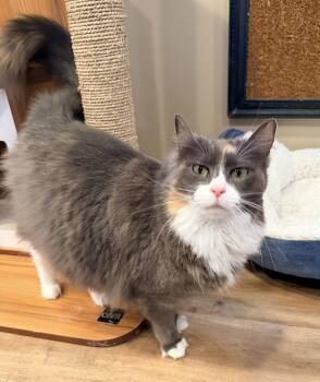 Domestic Medium Hair and Tortoiseshell Cats Available for Adoption - Ofaibea | PetCurious