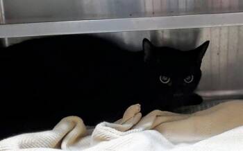 CHANNEL CAT -  Domestic Short Hair Cat for Adoption in Aurora, Illinois - CHANNEL CAT | PetCurious