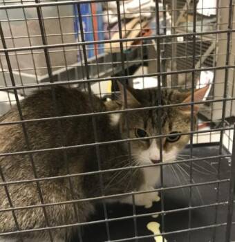 Rescue Domestic Short Hair Cats for Adoption in Conroe, Texas - A420556 | PetCurious