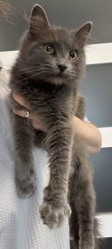 Lavender -  Domestic Long Hair Cat for Adoption in Walnut Creek, California - Lavender | PetCurious