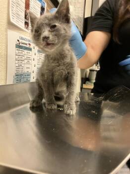 ANGEL -  Domestic Short Hair Cat for Adoption in Long Beach, California - ANGEL | PetCurious