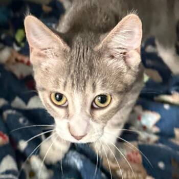 RUDY -  Domestic Short Hair Cat for Adoption in Gresham, Wisconsin - RUDY | PetCurious