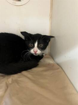 NIKKI -  Domestic Medium Hair Cat for Adoption in Jacksonville, Florida - NIKKI | PetCurious
