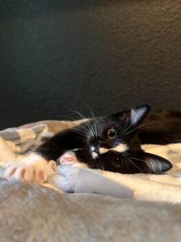 Domestic Short Hair Cats Available for Adoption in Dallas, Texas - Tattoonie | PetCurious
