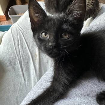Suly (S-oo-ly) -  Domestic Short Hair Cat for Adoption in Priest River, Idaho - Suly (S-oo-ly) | PetCurious
