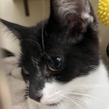 Taupe -  Domestic Short Hair Cat for Adoption in Chicago, Illinois - Taupe | PetCurious