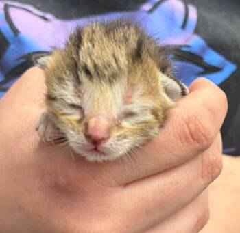 Domestic Short Hair Cats Available for Adoption in Republic, Missouri - Hen | PetCurious