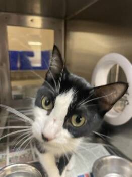 Domestic Short Hair Cats Available for Adoption in Wichita, Kansas - Jules | PetCurious