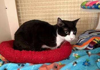 Some More -  Domestic Short Hair Cat for Adoption in Gorham, Maine - Some More | PetCurious