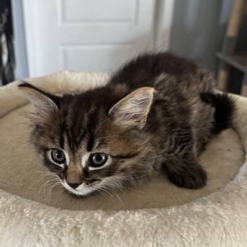 Domestic Medium Hair Cats Available for Adoption in Greenville, North Carolina - Tigger | PetCurious