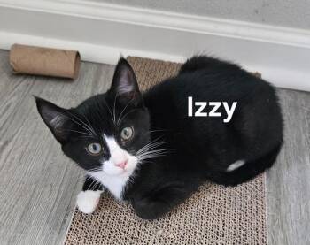 Izzy -  Domestic Short Hair Cat for Adoption in Zimmerman, Minnesota - Izzy | PetCurious