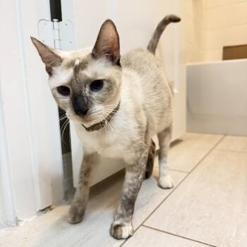 Sage -  Siamese Cat for Adoption in Houston, Texas - Sage | PetCurious