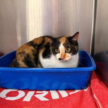 Domestic Short Hair Cats Available for Adoption - Callie | PetCurious