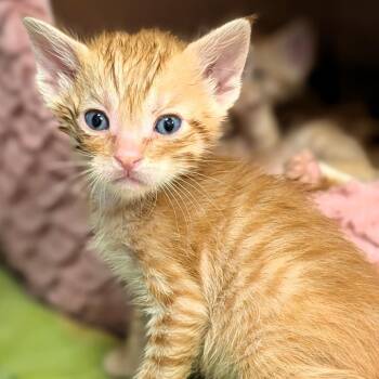 Domestic Short Hair Cats Available for Adoption in Buchanan Dam, Texas - Garfield | PetCurious