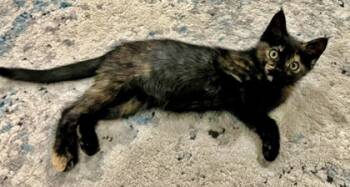 Rescue Domestic Short Hair Cats for Adoption in Morton Grove, Illinois - Poppy | PetCurious